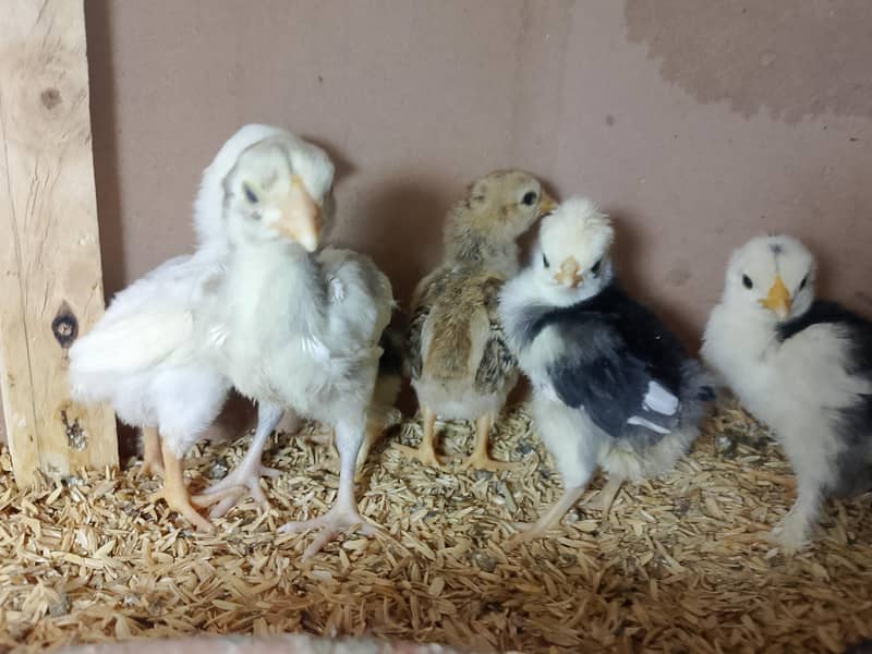 Fancy hens chicks 14