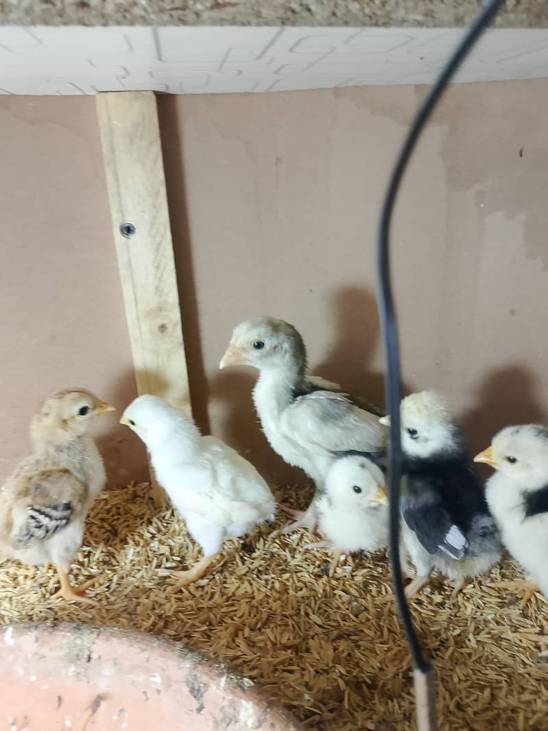 Fancy hens chicks 15