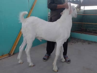 best for qurabni 2026