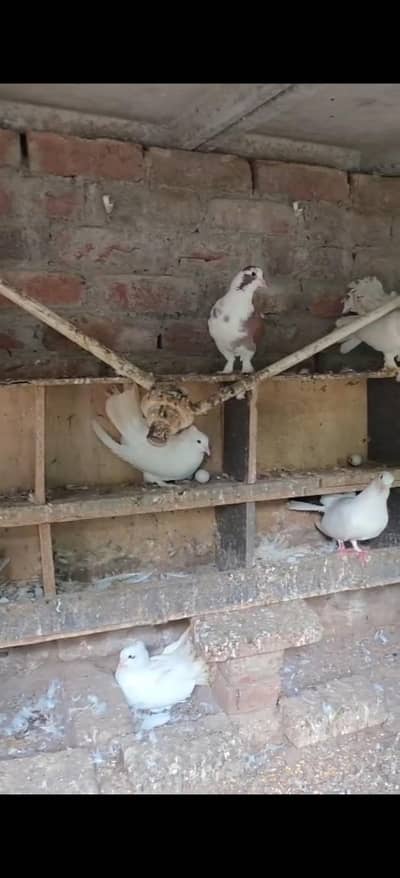 fancy kabuter  03019710714