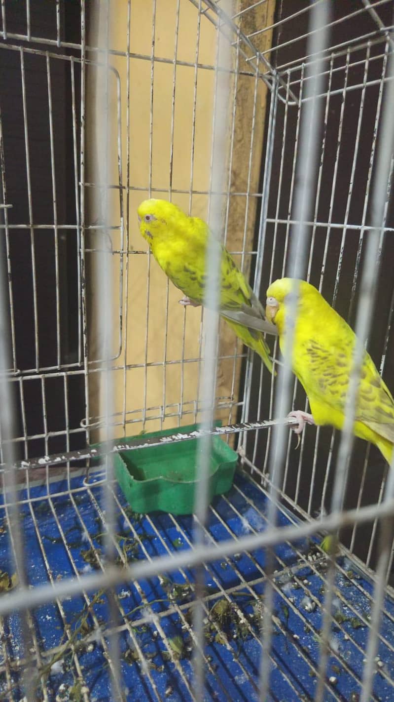 ایک عدد پریڈر پیر  Breader Pair 2