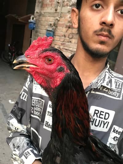 pakoya penus veitnam