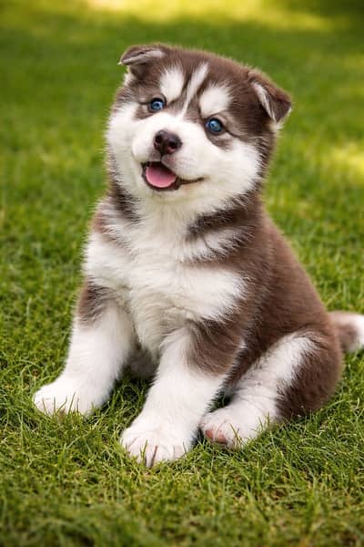 Siberian Husky Puppies
