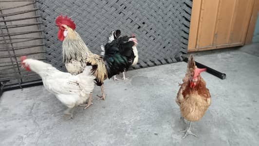 Mashallah Healthy Setup - Active Pathay aur Murghiyan (Home Bred)