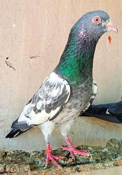KASURI BREED PIGEONS