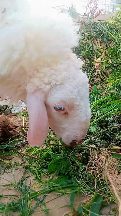 Dumba for Sale Qurbani 2026