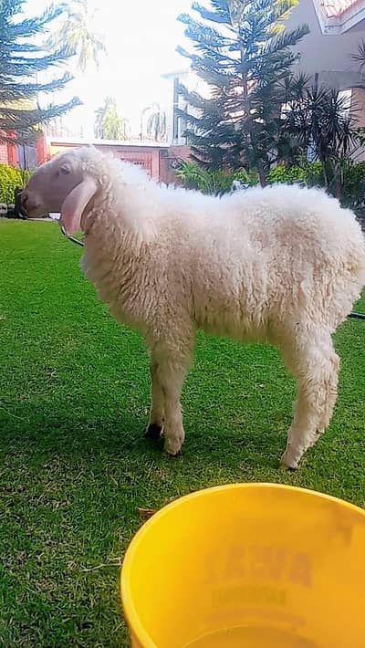 Dumba for Sale Qurbani 2026