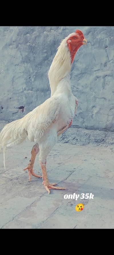 white shamo breeder pair and chicks