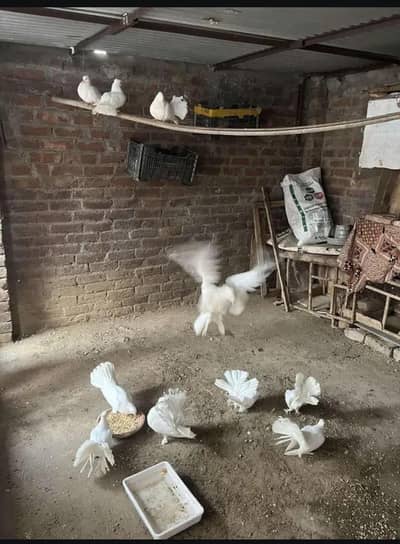 Lucky Kabootar Urgent sale just is 1000