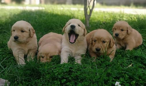 Golden retriever puppies for sale