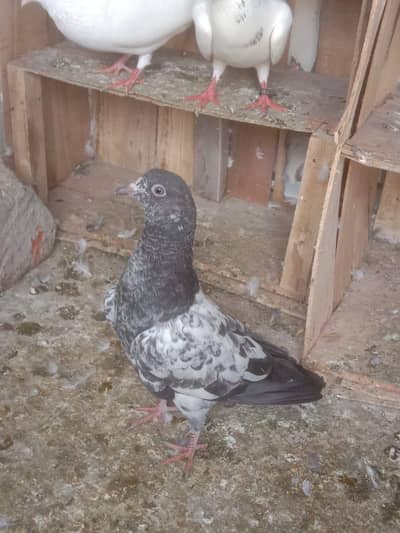 Teddy cross,Ram pari, Silkoti