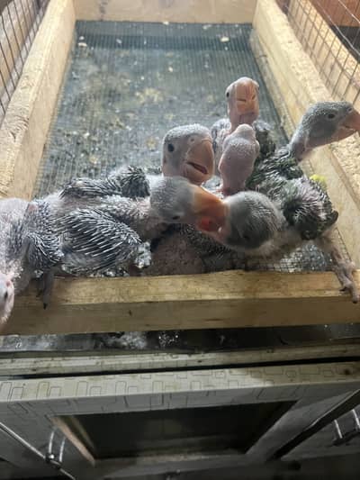 Raw Parrot ( پہاڑی طوط(