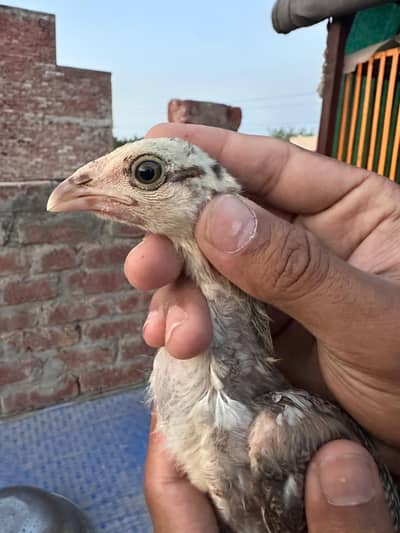 Aseel chick high quality