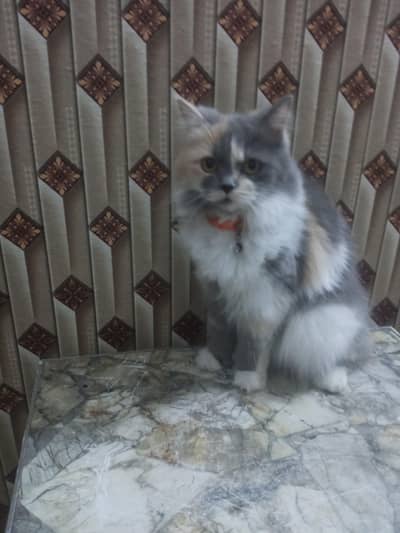 Beautiful Trained Persian cat