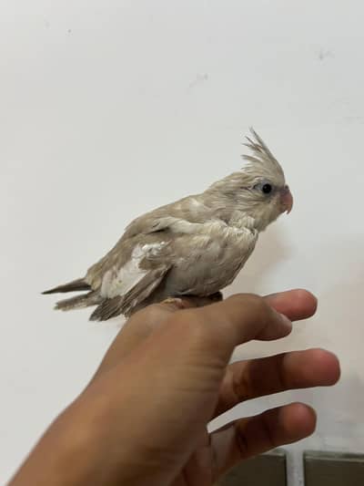 Quality Handtamed Cocktails Zero Bite Fully Attached