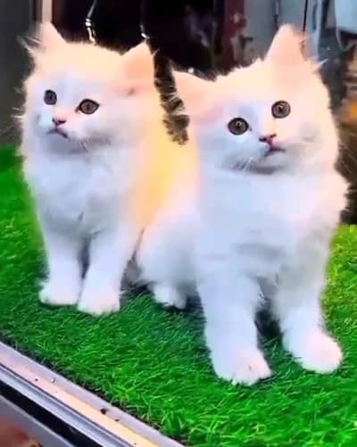 Persian cat triple cod for sale,my WhatsApp 03464644037