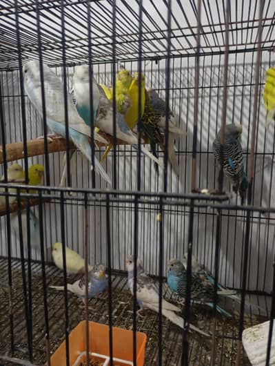 Budgie/Australian parrots available