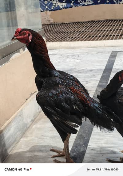 shamo  .  Thai   Cross  best pair . content number 03217627005