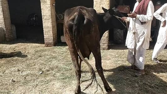 frezion jersee cross 