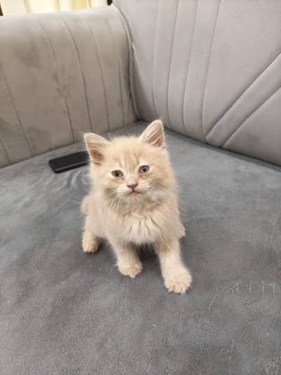 home delivery in okara