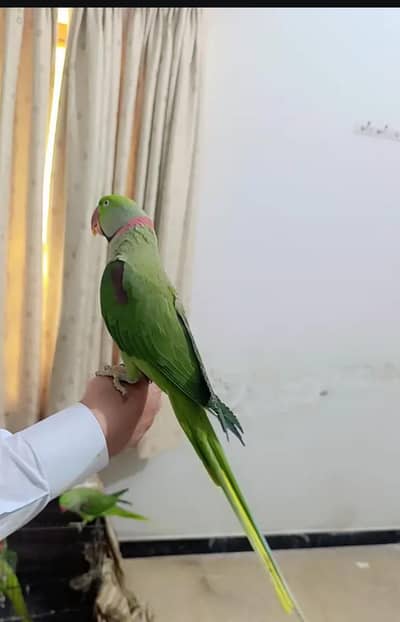 Kashmiri raw parrot full active for sale hand time