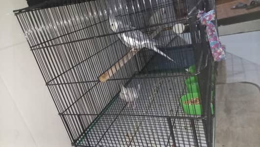 master orignal cage zero metter conditoon