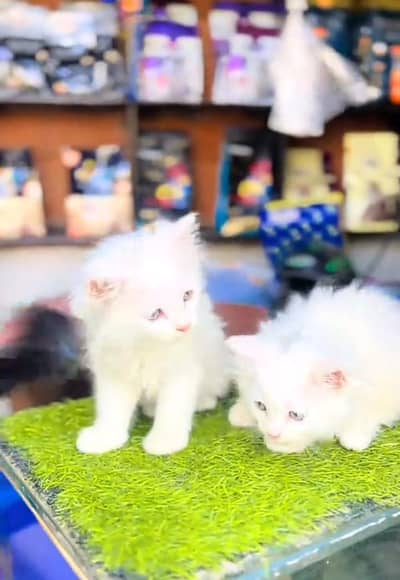 Persian cat triple cod for sale,my WhatsApp 03265565734
