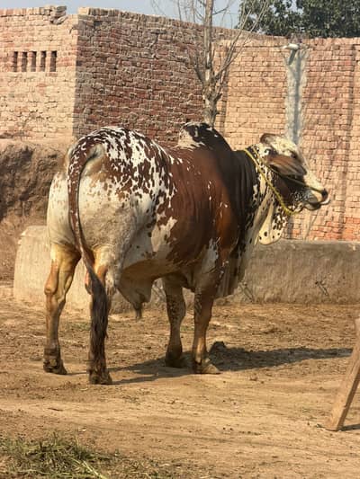 Bchra | Bull | Cholstani Bulls | Cholstani bchra | Qurbani Bchra