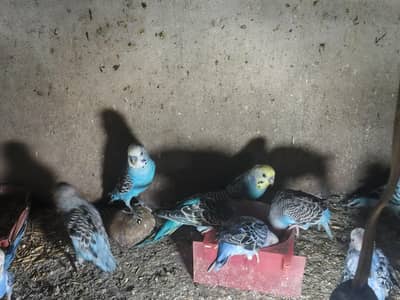 *"20+ healthy budgies for sale |breeder pairs |Male|Female|Chicks"*