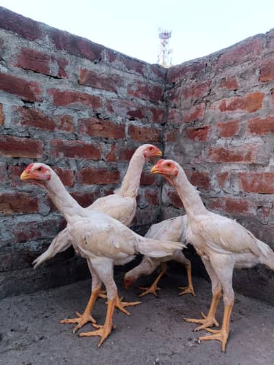 white Japanese shammoo adulte 3 male 1 female