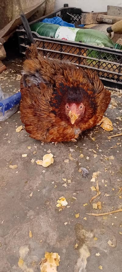 ASEEL,DESI MIX KRUK HEN