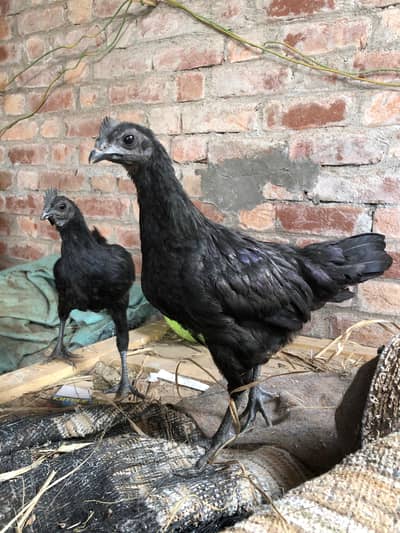 Ayam Cemani Grey tongue