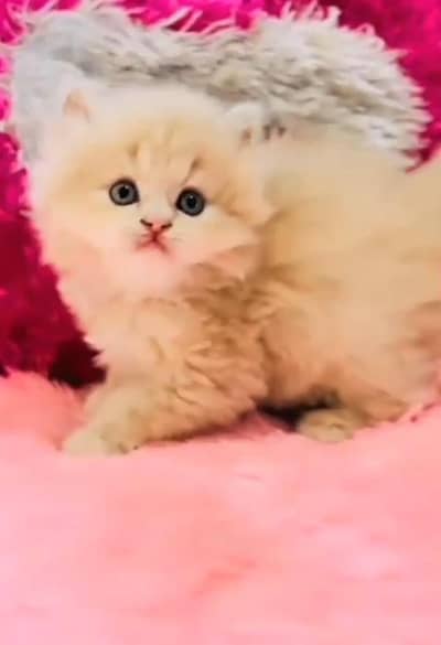 Persian cat triple cod for sale,my WhatsApp 03265565734