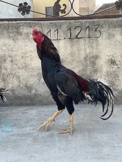 aseel murgha for sale