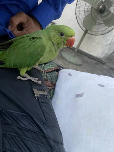 Ringnak hand tame male available haldi active 2 month  ka ha