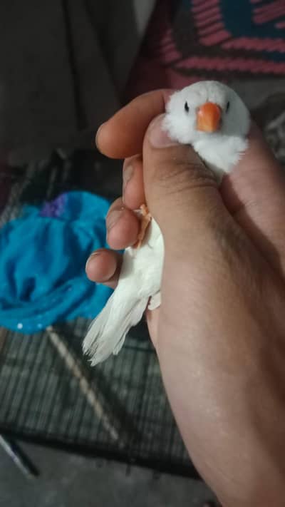 all birds available tame birds bi available