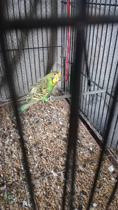 all birds available tame birds bi available