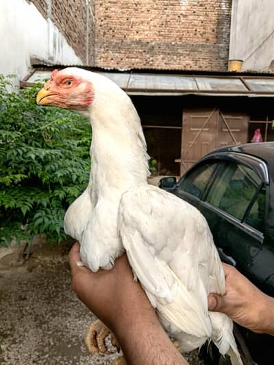 High Quality birds for sale high price