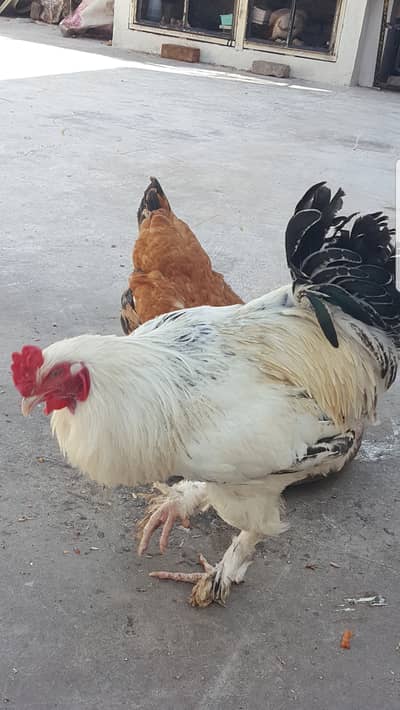 2 Murgah sale with horn legs