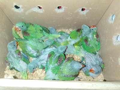 Raw parrots chiks for sale