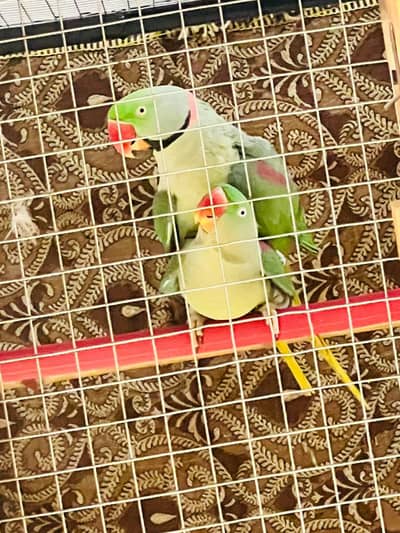 raw parrot pair