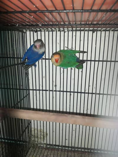 lovebirds