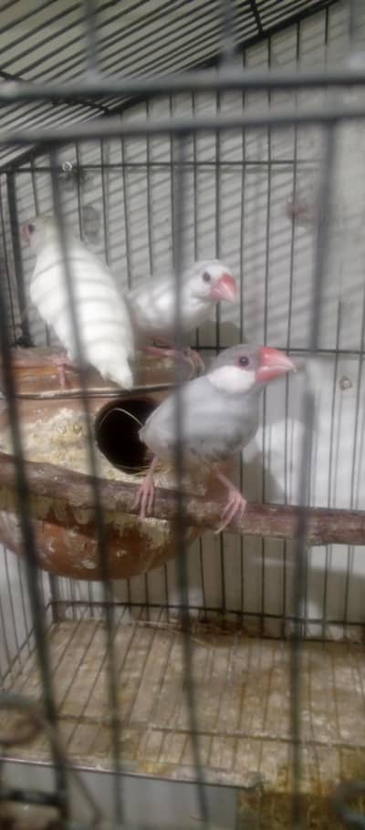 mix birds  jawa finches love birds and cocktails