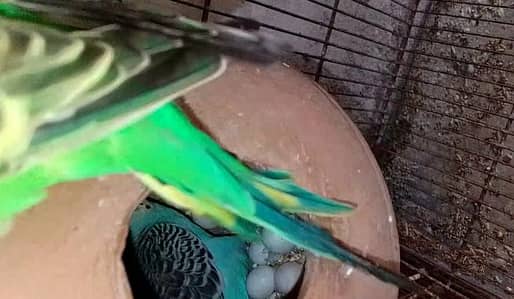 2 pair with 3 portion cage