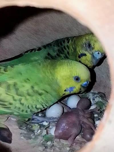 2 pair with 3 portion cage