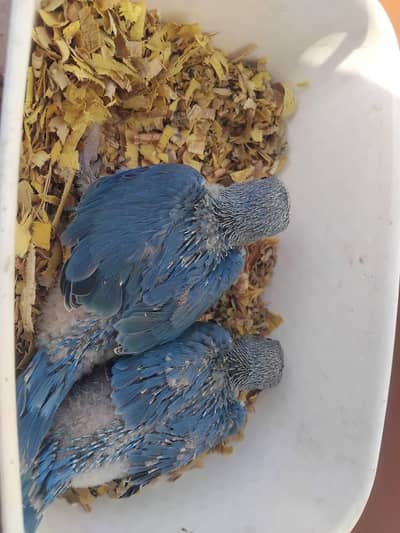 raw yellow and blue parrot chicks
