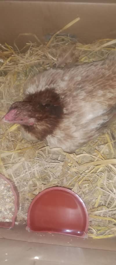 kurukh murgi mianwali fresh kurak  hai 03217053818