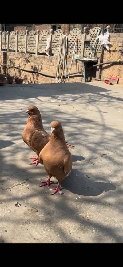 King breeder pigeon
