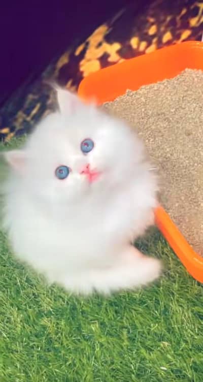 Persian cat vaccinated triple coted and littler trend