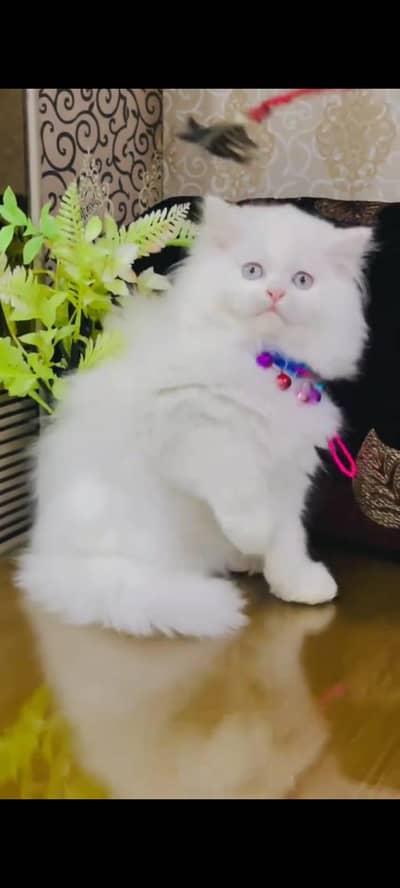 persian cats vaccinated triple coated healthy active